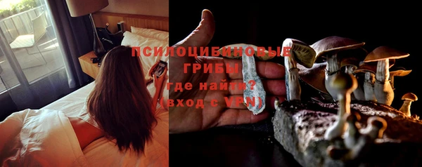 стаф Алзамай
